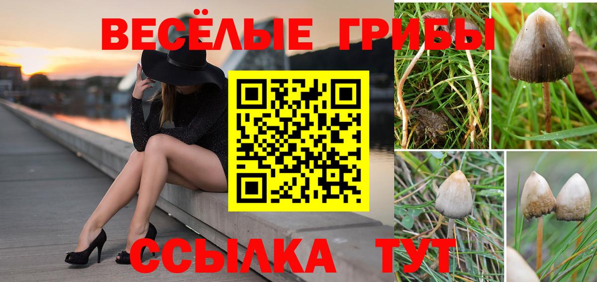 Галлюциногенные грибы мицелий  Псилоцибиновые грибы Psilocybe  Вход с VPN  Трёхгорный 